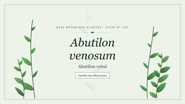 397 abutilon venosum : décryptage Planche botanique stylisée d’Abutilon venosum (Abutilon veiné), famille des Malvacées