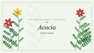 Planche botanique stylisée d’Acacia (Genre Acacia)