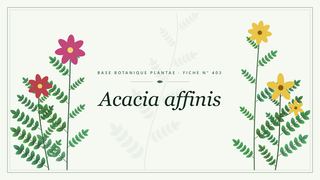 Planche botanique stylisée d’Acacia affinis
