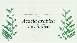 Planche botanique stylisée d’Acacia arabica var. indica
