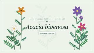 Planche botanique stylisée d’Acacia bivenosa, famille des Fabacées