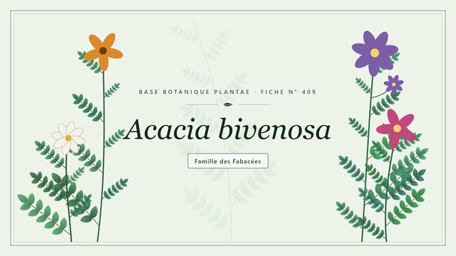 409 acacia bivenosa : les bases Planche botanique stylisée d’Acacia bivenosa, famille des Fabacées