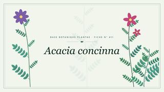 Planche botanique stylisée d’Acacia concinna