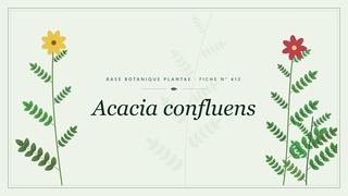 Planche botanique stylisée d’Acacia confluens