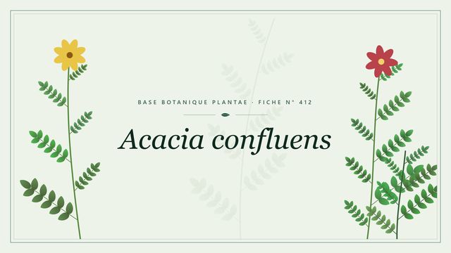 Acacia confluens Planche botanique stylisée d’Acacia confluens