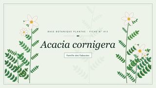 Planche botanique stylisée d’Acacia cornigera, famille des Fabacées
