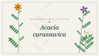 Planche botanique stylisée d’Acacia curassavica