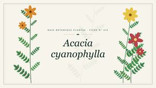 Planche botanique stylisée d’Acacia cyanophylla