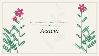 Planche botanique stylisée d’Acacia