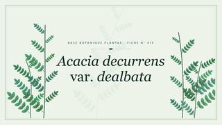Planche botanique stylisée d’Acacia decurrens var. dealbata