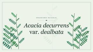 Visuel botanique stylisé consacré à Acacia decurrens var. dealbata