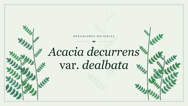 Le mimosa (Acacia dealbata) : une plante envahissante en France Visuel botanique stylisé consacré à Acacia decurrens var. dealbata