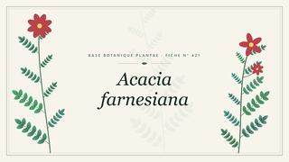 Planche botanique stylisée d’Acacia farnesiana