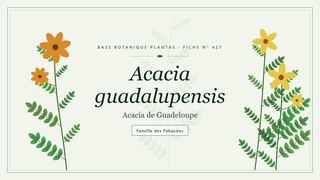Planche botanique stylisée d’Acacia guadalupensis (Acacia de Guadeloupe), famille des Fébacées