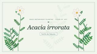 Planche botanique stylisée d’Acacia irrorata, famille des Fabacées