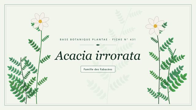 431 acacia irrorata : décryptage Planche botanique stylisée d’Acacia irrorata, famille des Fabacées