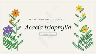 Planche botanique stylisée d’Acacia ixiophylla, famille des Fabacées