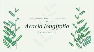 Planche botanique stylisée d’Acacia longifolia, famille des Fabacées