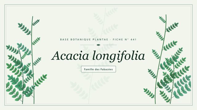 441 acacia longifolia : ce qu'il faut savoir Planche botanique stylisée d’Acacia longifolia, famille des Fabacées