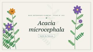 Planche botanique stylisée d’Acacia microcephala, famille des Fabaceae