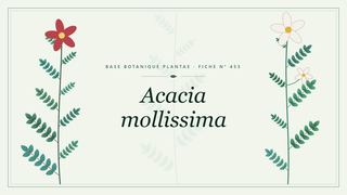 Planche botanique stylisée d’Acacia mollissima