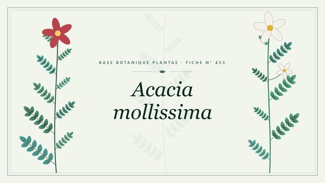 Acacia mollissima : fiche descriptive et taxonomie Planche botanique stylisée d’Acacia mollissima