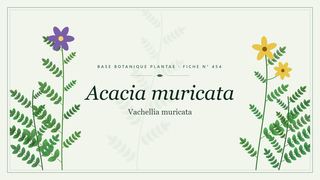 Planche botanique stylisée d’Acacia muricata (Vachellia muricata)