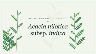Planche botanique stylisée d’Acacia nilotica subsp. indica
