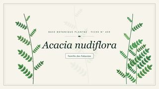Planche botanique stylisée d’Acacia nudiflora, famille des Fabacées