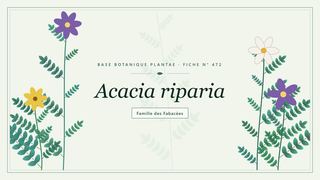 Planche botanique stylisée d’Acacia riparia, famille des Fabacées