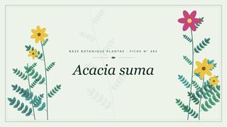 Planche botanique stylisée d’Acacia suma