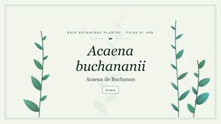 Planche botanique stylisée d’Acaena buchananii (Acaena de Buchanan)
