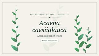 Planche botanique stylisée d’Acaena caesiiglauca (Acaena glauque bleutée), famille des Rosacées