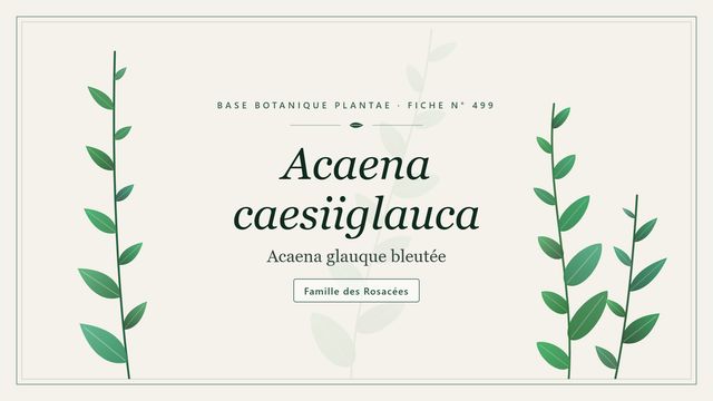 499 acaena caesiiglauca : les bases Planche botanique stylisée d’Acaena caesiiglauca (Acaena glauque bleutée), famille des Rosacées