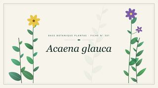 Planche botanique stylisée d’Acaena glauca