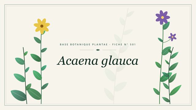 Acaena glauca : description, culture et usages ornementaux Planche botanique stylisée d’Acaena glauca