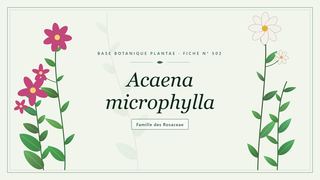 Planche botanique stylisée d’Acaena microphylla, famille des Rosaceae