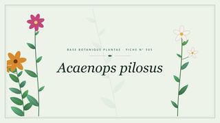 Planche botanique stylisée d’Acaenops pilosus