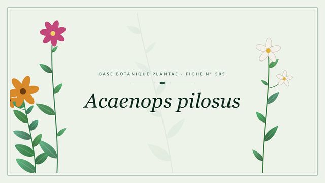 505 acaenops pilosus : comment s'y retrouver Planche botanique stylisée d’Acaenops pilosus