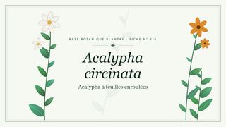 Planche botanique stylisée d’Acalypha circinata (Acalypha à feuilles enroulées)