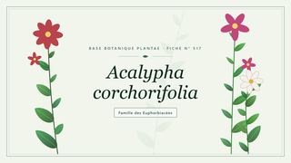 Planche botanique stylisée d’Acalypha corchorifolia, famille des Euphorbiacées