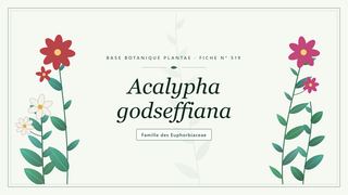 Planche botanique stylisée d’Acalypha godseffiana, famille des Euphorbiaceae