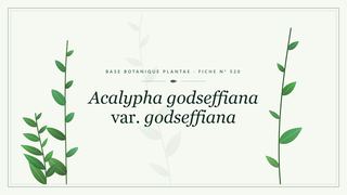 Planche botanique stylisée d’Acalypha godseffiana var. godseffiana