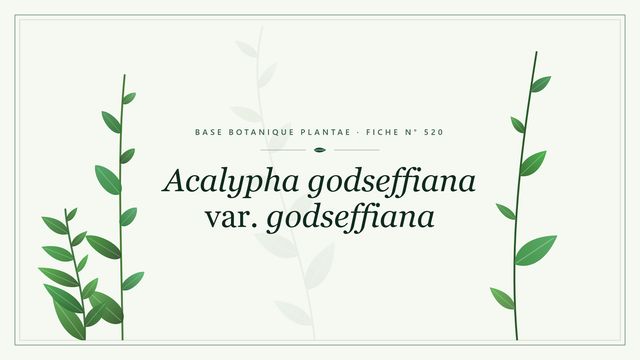 520 acalypha godseffiana var. godseffiana Planche botanique stylisée d’Acalypha godseffiana var. godseffiana