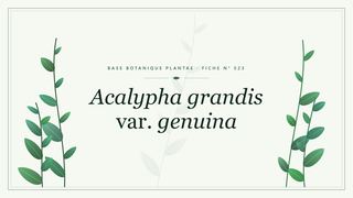 Planche botanique stylisée d’Acalypha grandis var. genuina