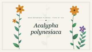 Planche botanique stylisée d’Acalypha polynesiaca
