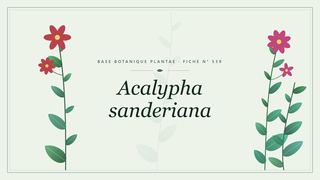 Planche botanique stylisée d’Acalypha sanderiana