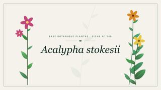 Planche botanique stylisée d’Acalypha stokesii