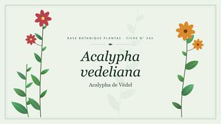 Planche botanique stylisée d’Acalypha vedeliana (Acalypha de Védel)