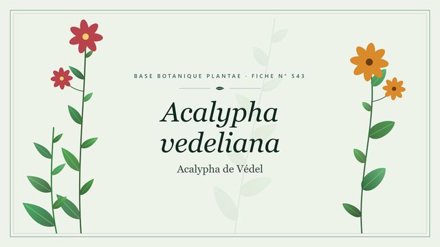 543 acalypha vedeliana : décryptage Planche botanique stylisée d’Acalypha vedeliana (Acalypha de Védel)